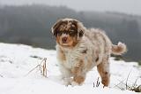 BERGER AUSTRALIEN PUPPIES 474